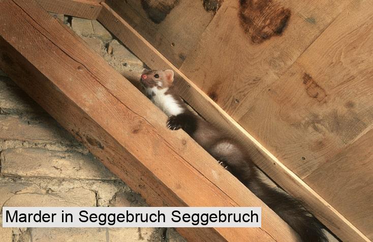 Marder in Seggebruch Seggebruch